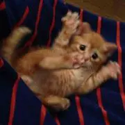 まいまい
