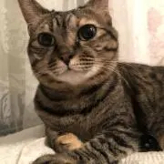 アンジェリカの画像