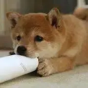 きゅうた'S SHOPの画像