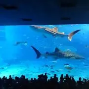 yuppyの画像