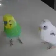 えつの画像