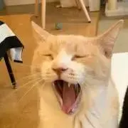 まいたの画像