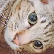 あんぱん