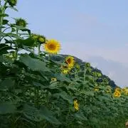 SAT☆の画像