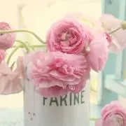 marinka