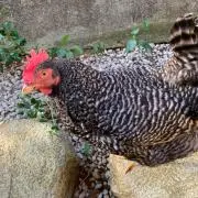たか