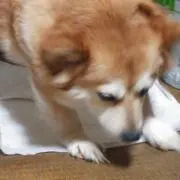 かぐたんの画像