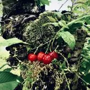 訳ありショップの画像