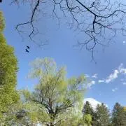 チェリーの画像