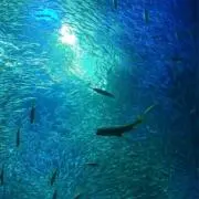 カバの画像