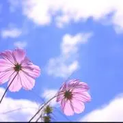 みの画像