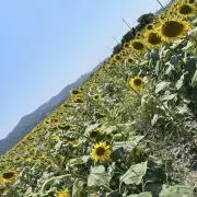 ✨の画像