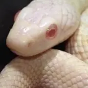 にょろの画像
