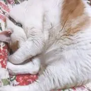 rukuの画像