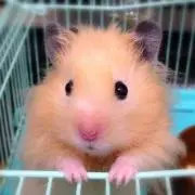 asmの画像