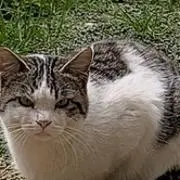 たかの画像