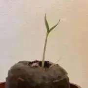 シギ/まとめ購入お値下げ⭕️即購入⭕️の画像