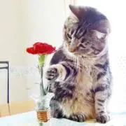 ゆくまの画像