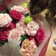 けめけめ