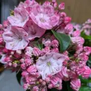 Hana:即購入大歓迎♪の画像
