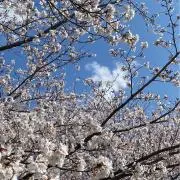 mayの画像