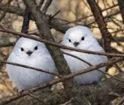 マメちゃんの画像