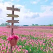 flowerの画像