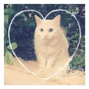 もふこ