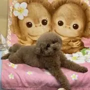 KTの画像
