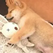 hの画像