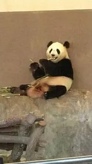 きなこ