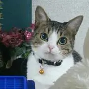 チヨ