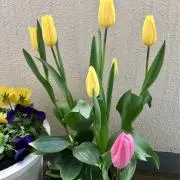 ナルミの画像