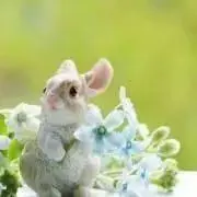 ラビの画像