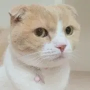 アーノルドの画像
