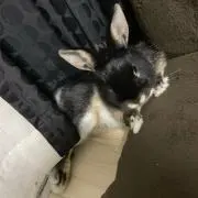 あんかの画像