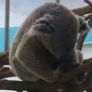ぽんぽこぽん
