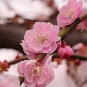 みー