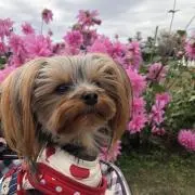いくりんの画像