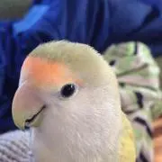えこちゃんの画像