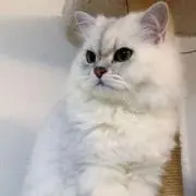 Minaの画像