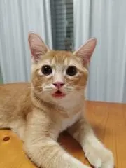 そら次郎の画像
