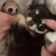 めんだこの画像