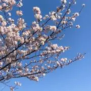 ぶぶぶの画像
