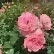 もこの画像