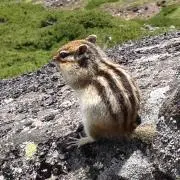 エノキの画像