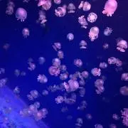 ♪れん♪の画像