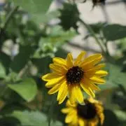 霰