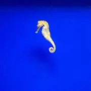ちゃんたまの画像