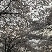ガースー@断捨離中の画像